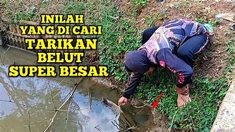 Mancing Belut Yang Besar Sekali Apa